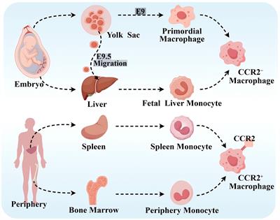 Mechanisms and treatment of atherosclerosis: focus on macrophages